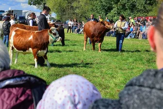 Altmittweidaer Erntedankfest künftig mit Reitturnier - jedoch ohne Tier- und Technikschauen - Tierpräsentationen wie hier die Fleischrinderschau soll es beim Erntedankfest in Altmittweida nicht mehr geben.