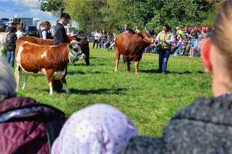 Altmittweidaer wollen wieder ihr Erntedankfest feiern - Tierpräsentationen wie hier die Fleischrinderschau zählten in den Vorjahren zum Programm des Erntedankfestes in Altmittweida. 