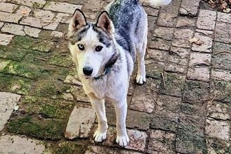 Am Bahnhof verliert sich die Spur: Familie aus Neukirchen sucht verzweifelt nach ihrer Husky-Hündin - Das ist Alaska, die seit zwei Wochen verschwunden ist.