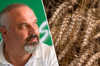 „Am Brötchen zeichnet sich das leider nicht ab“: Getreide-Preise im Sinkflug – Dennoch schauen Verbraucher in die Röhre - „Das wäre fatal“: Torsten Krawczyk, Präsident des Sächsischen Landesbauernverbandes (SLB), informiert über die diesjährige Ernte.