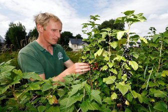 Am Lebenshof in Waldenburg warten dunkle Beeren auf Selbstpflücker - Daniel Pistorius an den Johannisbeersträuchern des Lebenshofes in Waldenburg.