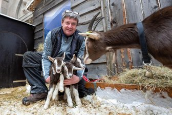 Am Plauener Rathaus wird jetzt gemeckert: Ziegen-Nachwuchs kommt im Winterdorf zur Welt -