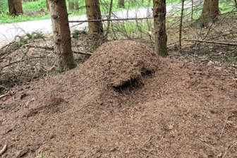 Ameisenhügel am Mühlteich erneut verwüstet: „Wer hat so viel Aggressionspotenzial?“ - Zum dritten Mal in kurzer Zeit verwüstet: Der Ameisenhügel am Mühlteich.