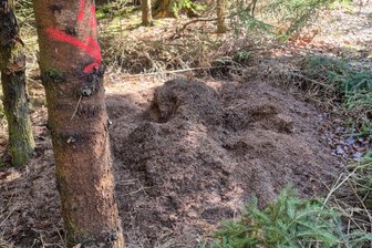 Ameisenhügel an Teich im Vogtland verwüstet - Stammgast hat einen Verdacht: „Ich nehme das nicht mehr hin“ - Wahrscheinlich binnen weniger Minuten wurde der Ameisenhügel plattgemacht.