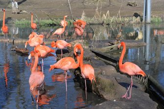 Amerika-Tierpark in Limbach-Oberfrohna nach Corona-Fall ab Dienstag wieder geöffnet - Flamingos im Limbacher Tierpark