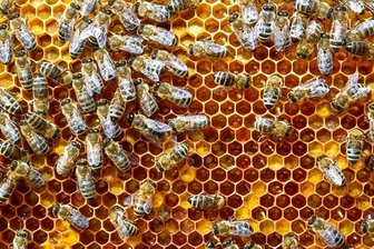 Amerikanische Faulbrut bricht in Bienenstand aus - 