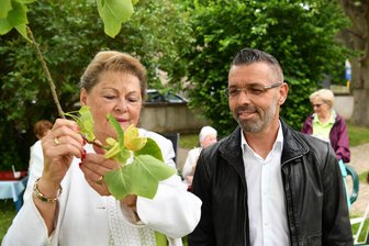 Amerikanischer Tulpenbaum erblüht nach 20 Jahren am Wechselburger Rathaus - 