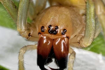 Ammen-Dornfinger, Nosferatu-Spinne, Weinhähnchen - Sachsens tierische Neueinwanderer - Seit den 1990er-Jahren in Sachsen vertreten, jetzt in Chemnitz nachgewiesen: der Ammen-Dornfinger, der Gelege rabiat verteidigt.