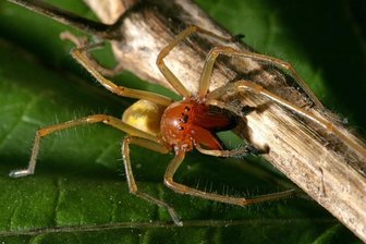 Ammen-Dornfinger-Spinne beißt auch in Sachsen zu -