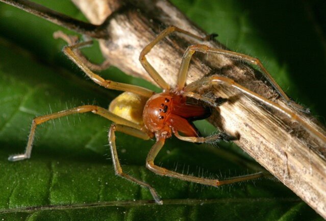 Ammen-Dornfinger-Spinne beißt auch in Sachsen zu - 