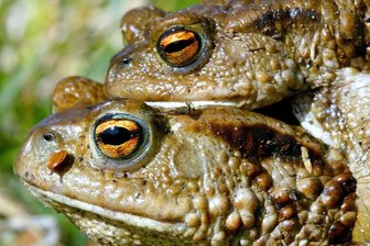 Amphibien in Gefahr: Chemnitz ruft zur großen Krötenrettung auf - Viele Amphibien kommen auf Straßen ums Leben, bevor sie laichen können.