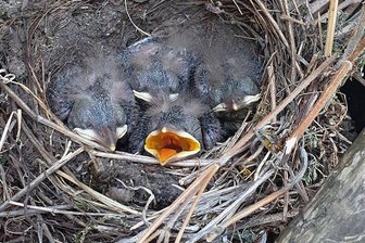 Amsel sucht sich ungewöhnlichen Nistplatz gleich neben der Ladentür - Die Jungen waren immer hungrig.