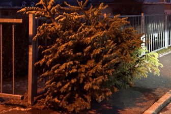 Amt für Abfallwirtschaft entsorgt Weihnachtsbäume im Landkreis Zwickau - Ab Mittwoch werden die ausrangierten Weihnachtsbäume im Landkreis abgeholt.