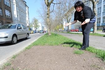 Baumlücke Reichenhainer Straße