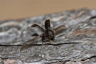 Amtsgericht Freiberg: Landwirt mit Borkenkäfer-Wald entgeht Bußgeld - Ein Borkenkäfer kurz vorm Ausfliegen, laut Forstfachleuten beginnt diese Phase etwa Mitte April bei entsprechenden Temperaturen.