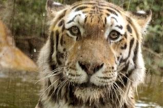 Amur-Tiger im Leipziger Zoo von seinem Rivalen getötet - Tiger Mischa hinter einer großen Glasscheibe in einem Pool in der Tigertaiga. Nun ist der prächtige Kater tot.