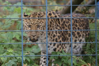 Amurleopard im Tierpark Limbach-Oberfrohna eingetroffen - Amurleopard Timour macht sich im Tierpark in Limbach-Oberfrohna heimisch.