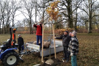 An der Mulde in Wechselburg sollen wieder stattliche Eichen heranwachsen - Auf der Muldenaue „Unter den Eichen“ in Wechselburg wurden vor wenigen Tagen Stieleichen gepflanzt.
