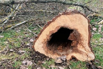 An der "Tenne" in Niederwürschnitz  sind Bäume gefallen - warum? - Blick auf einen der gefällten Bäume an der Tenne Niederwürschnitz.
