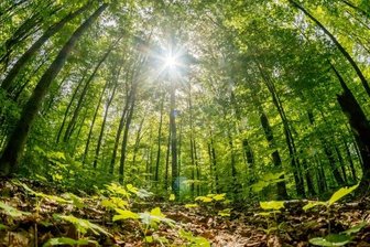 An Saydaer Straße in Olbernhau soll Waldfriedhof entstehen - Ein Stück des Schönbergschen Forstes an der Saydaer Straße soll als sogenannter Ruheforst Lebensraum und Friedhof zugleich sein. 