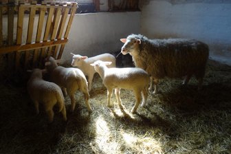 An zwei Abenden Kino im Schafstall im Königsfelder Ortsteil - Schafe im Stall auf dem Biohof Buschmühle in Köttwitzsch. Hier sind Kurzfilme zu sehen.