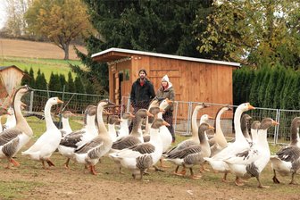 Anbieter überraschen: Das kostet das Weihnachtsgeflügel im Vogtland in diesem Jahr - Marcus Pestel und Sandra Werner schlachten um den Monatswechsel herum ihr Weihnachtsgeflügel.