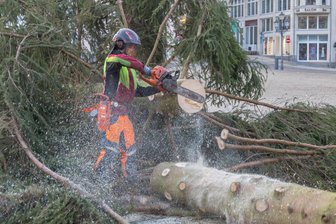 Andenken an den Annaberger Weihnachtsbaum - Marco Hartmann hat am Donnerstagmorgen mit Kollegen vom städtischen Betriebshof den Annaberger Weihnachtsbaum gefällt.