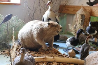 Anerkannt familienfreundlich: Die Natur- und Jagdausstellung im Schloss Leubnitz im Vogtland - In der Naturausstellung im Schloss Leubnitz.