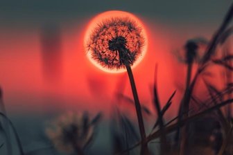 Angelteich und Pusteblume mal ganz anders - 