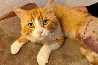 Angeschossener Kater: „Freie Presse“-Leser im Erzgebirge wollen für Operationen spenden - Kater Dom hat noch ein paar Eingriffe vor sich. „Freie Presse“-Leser möchten dafür spenden.