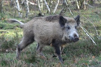 Angeschossenes Wildschwein tötet Jäger -