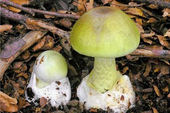 Angriff der Klone - Klon oder nicht?