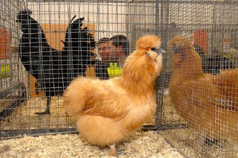 Angst vor der Vogelgrippe: Kleintiermarkt Böhrigen findet unter Auflagen statt - Am Sonntag findet in Böhrigen der Kleintiermarkt statt. Das Foto zeigt Seidenhühner.