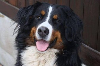 Angst vor Knallerei: Hund Silvester entlaufen - Sennenhündin Püschti ist verschwunden.