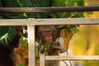 Annaberg-Buchholz: Affendame Erna nach Flucht wieder eingefangen - 