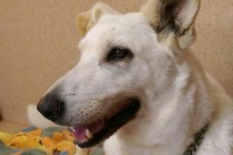 Annas Geschichte hat kein Happy End - Anna kurz nach ihrer Aufnahme im Tierheim.