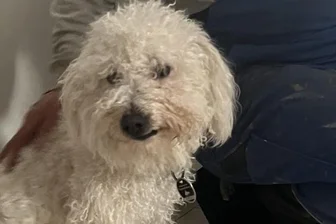Anschlag mit Rattengift im Erzgebirge: Luna hustet Blut und kämpft um ihr Leben - Hündin Luna fraß einen ausgelegten Giftköder mit Rattengift.