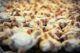 Antibiotika wirkungslos: Resistente Keime auf Geflügelfleisch gefunden - Ursache Massentierhaltung: Tausende Jungtiere in einem Hähnchenstall.