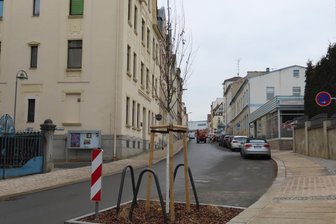 Anwohner sind mit der Parksituation in der Werdauer Südstadt unzufrieden - Durch das Pflanzen der Bäume sind im unteren Abschnitt der Sidonienstraße Parkplätze weggefallen.