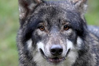 Anzahl der Wolfsrisse steigt in Sachsen - mehrere Schafe in Mildenau getötet - Der Wolf hat längst auch die Erzgebirgswälder erobert. Eine territoriale Zuordnung des Tieres, das für die Risse in Mildenau verantwortlich ist, kann allerdings noch nicht vorgenommen werden. Die Ergebnisse der genetischen Untersuchung stehen noch aus. 