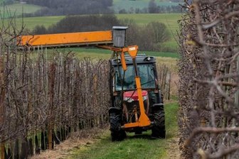 Apfelbäume werden gestutzt - 