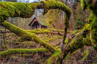 Apfelblüte und bemooster Baum: So kann der Frühling aussehen - Bei der Wanderung entdeckt: Ein toter Baum, mit Moos überwachsen, rahmt eine Schutzhütte ein. 