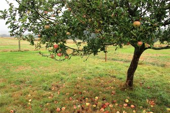 Apfelernte im Vogtland: „An ein so schlechtes Jahr kann ich mich nicht erinnern“ - Nur wenige Winteräpfel, wie dieser Ontario, tragen einige Früchte, die aber mehrheitlich noch am Baum anfangen zu faulen und dann zu Boden fallen.