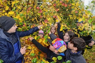 Apfelfest in Oberlauterbach: Ansturm auf die Saftpresse - Ran an die süßen Früchte: Kinder der "Jungen Naturwächter" pflückten Äpfel von der Streuobstwiese nahe dem Oberlauterbacher Umweltzentrum.