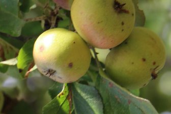 Apfelfest steigt am Samstag in Kloschwitz - Äpfel am Baum. Vielerorts ist das in diesem Jahr wegen der Spätfröste im Frühjahr eine Seltenheit.