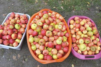 Apfelschwemme im Vogtland: Hier wird Saft gemacht - Dieses Jahr gibt es viele Äpfel. Eine Möglichkeit der Verarbeitung sind Saftpressen.