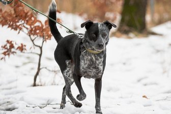 Apollo und Barry: Wenn das Tierheim über Jahre das Zuhause ersetzt - Mischlingsrüde Barry ist seit 2017 im Tierheim "Neu-Amerika". Es wurde zu seinem Zuhause. Denn Barry fühlt sich Fremden gegenüber schnell bedrängt.