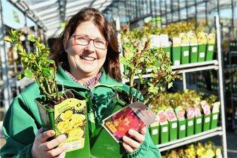 Aprikose, Pfirsich, Nektarine & Co. immer öfter in Gärten rund um Freiberg - Spätestens seit dem Wochenende ist klar: Der Frühling kommt mit großem Schritt. Katharina Friebe von der Baumschule Freiberg hat eine Faustregel für Kleingärtner: "Wenn der Forsythie blüht, ist es Zeit für den Rosenrückschnitt". 