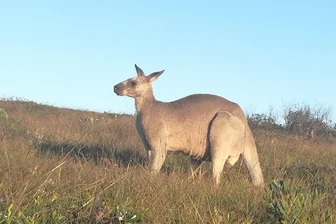 Aprilscherz: Känguru in Neuhausen im Erzgebirge gesichtet - Ein Känguru, hier eines in Australien, soll in Neuhausen gesichtet worden sein. April, April.