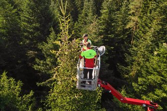 Arbeiten in luftiger Höhe: Weshalb Waldarbeiter im Vogtland in den Baumkronen unterwegs sind - 